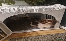 Shih Tzu dogs for sale: X2 Shih tzu puppies  - Image 9