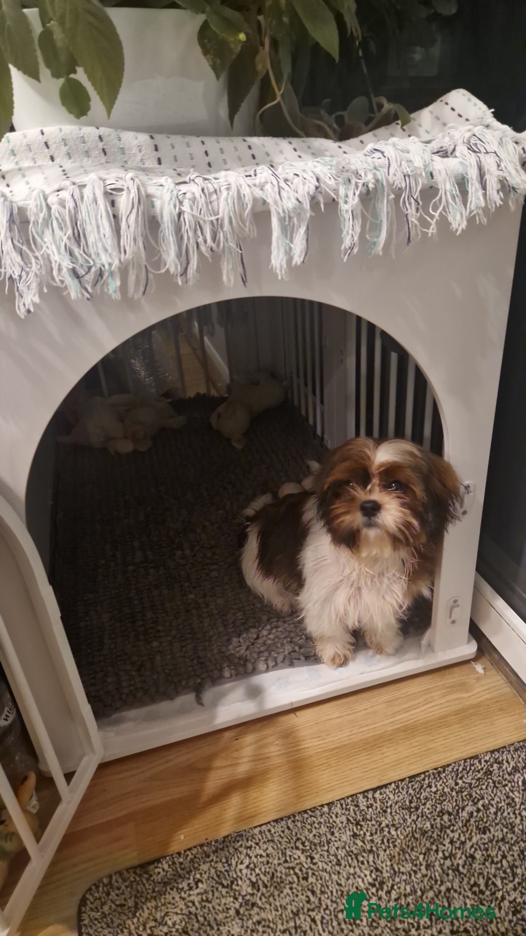 Shih Tzu dogs for sale: X2 Shih tzu puppies  - Image 9