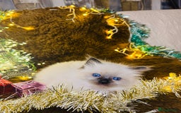 Ragdoll cats for sale: GCCF Pure Ragdoll Seal/Blue Point Lynx Mitted - Advert 24