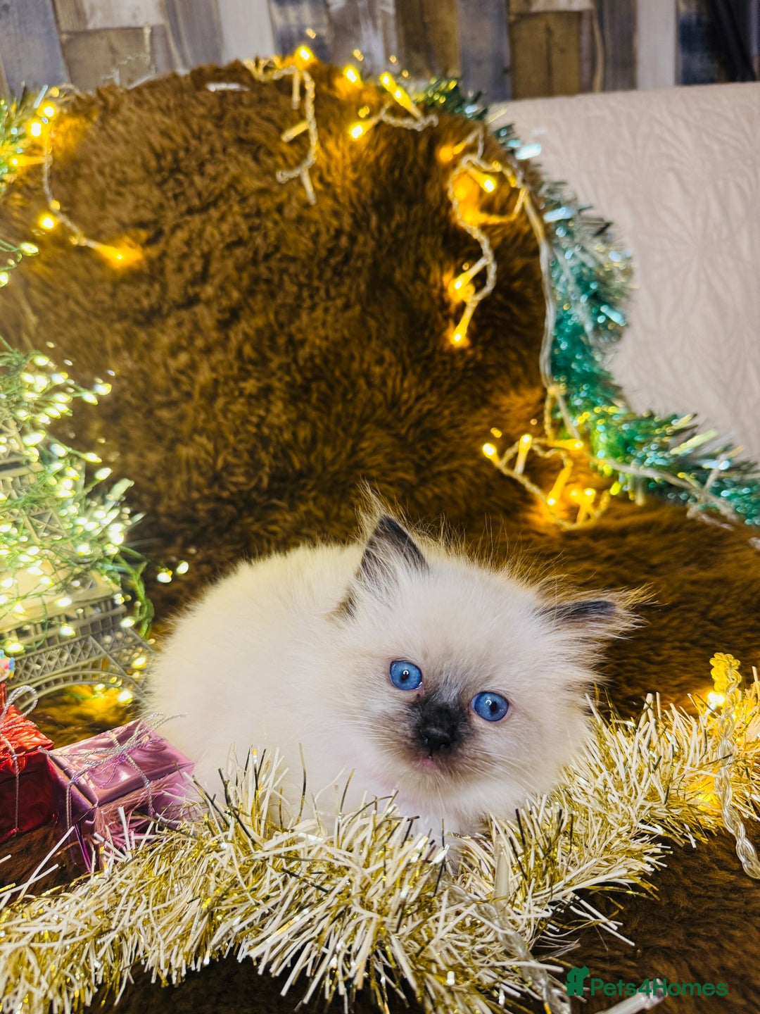Ragdoll cats for sale: GCCF Pure Ragdoll Seal/Blue Point Lynx Mitted - Advert 24