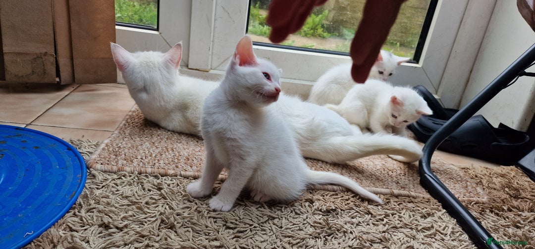 Mixed Breed cats for sale: White kittens. Ready Now. £150 each - Image 8