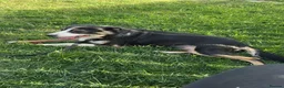 Border Collie dogs for sale: Beautiful Border Collies  - Advert 4