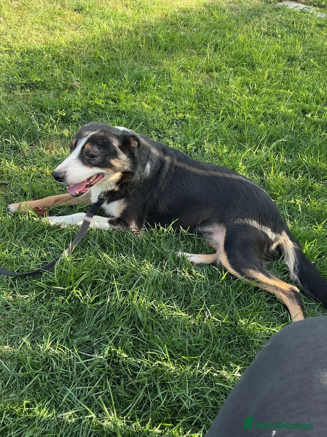 Border Collie dogs for sale: Beautiful Border Collies  - Advert 4