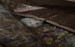 Hamster rodents for sale: 4 roborovski hamsters - Image 1