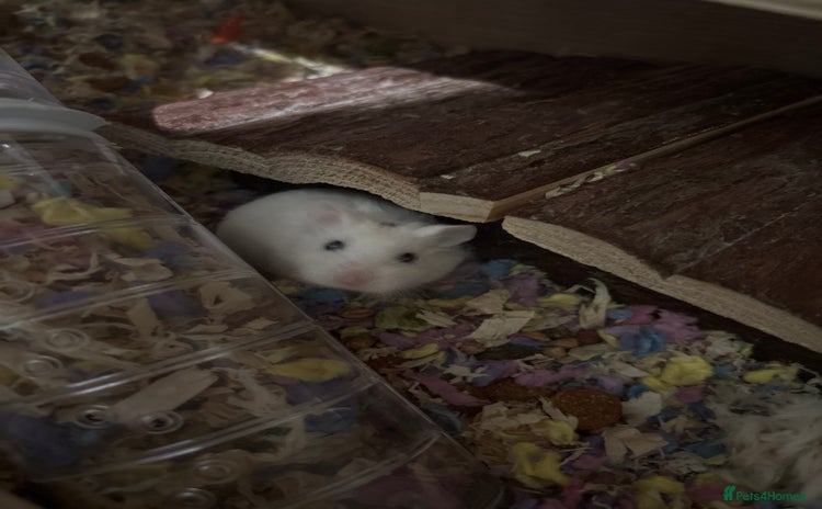 Hamster rodents - Advert 11