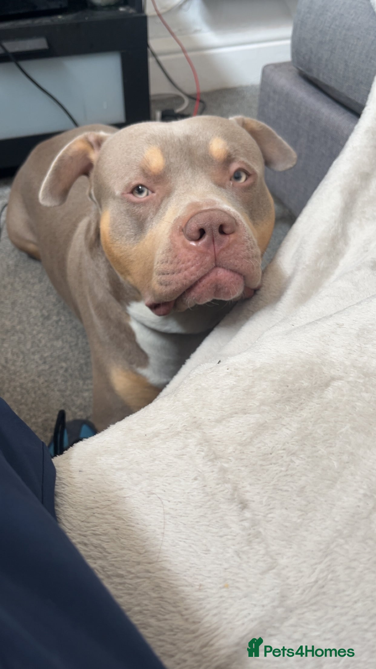 American Bulldog dogs Pablo - Advert 15