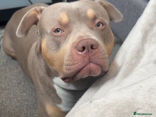 American Bulldog dogs - Advert 2