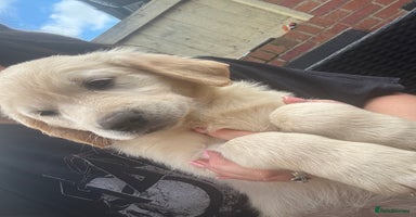 Golden Retriever dogs - Advert 5