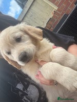 Golden Retriever dogs - Advert 3
