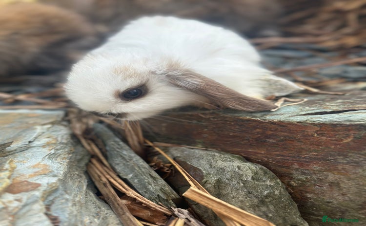 Mini Lop rabbits - Advert 16
