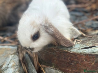 Mini Lop rabbits - Advert 14