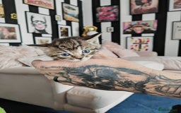 Sphynx cats for sale: For sale I have seven adorable kittens sphynx  - Image 10