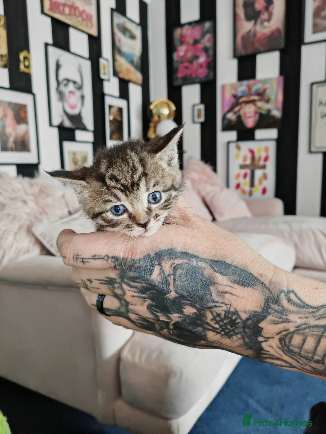 Sphynx cats for sale: For sale I have seven adorable kittens sphynx  - Image 10
