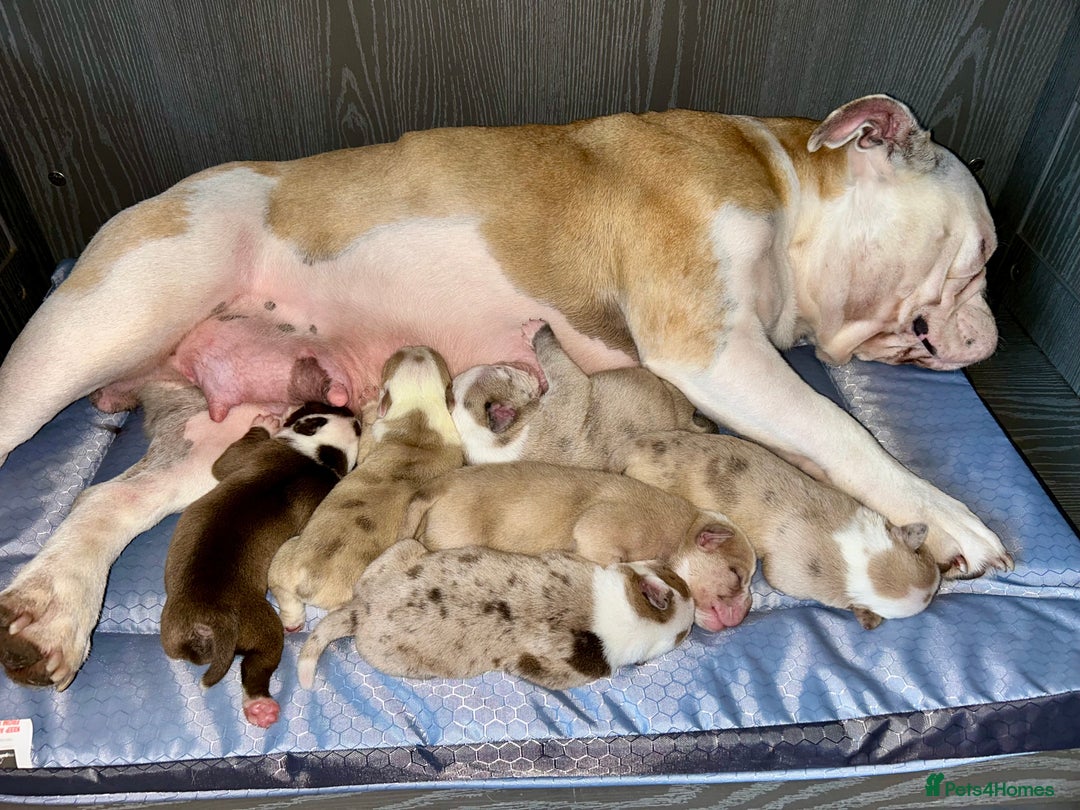 Olde English Bulldogge dogs for sale: CARTEL BLOODLINE OLDE ENGLISH PUPPIES!!  - Image 11