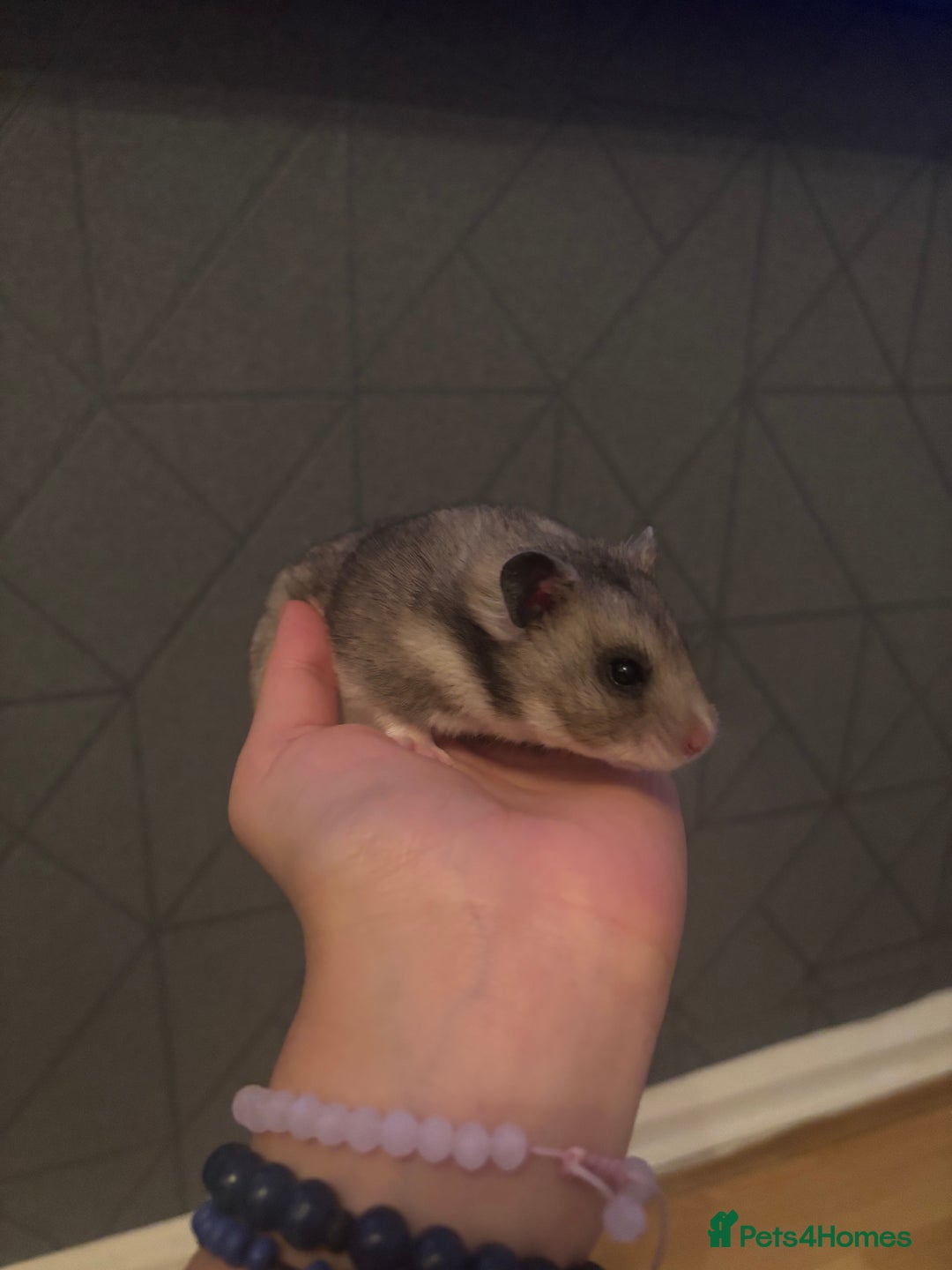 Hamster rodents for sale: hamster  - Advert 2