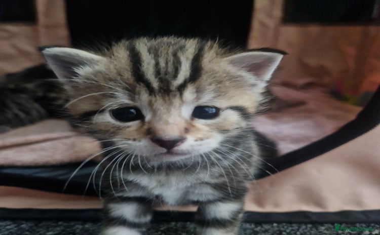 Mixed Breed cats - Advert 1