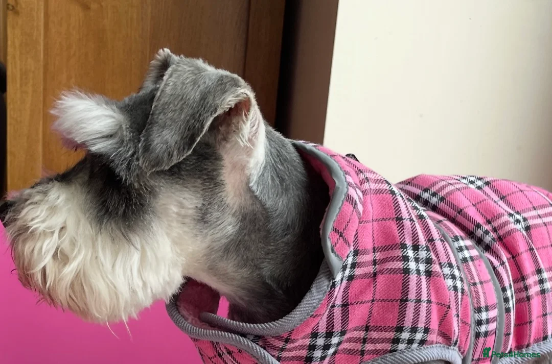 Miniature Schnauzer dogs for sale: KC registered female miniature schnauzer adult  - Advert 3
