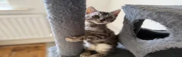 Bengal cats for sale: Rare Silver Grey Bengal TICA Kittens  - Advert 17