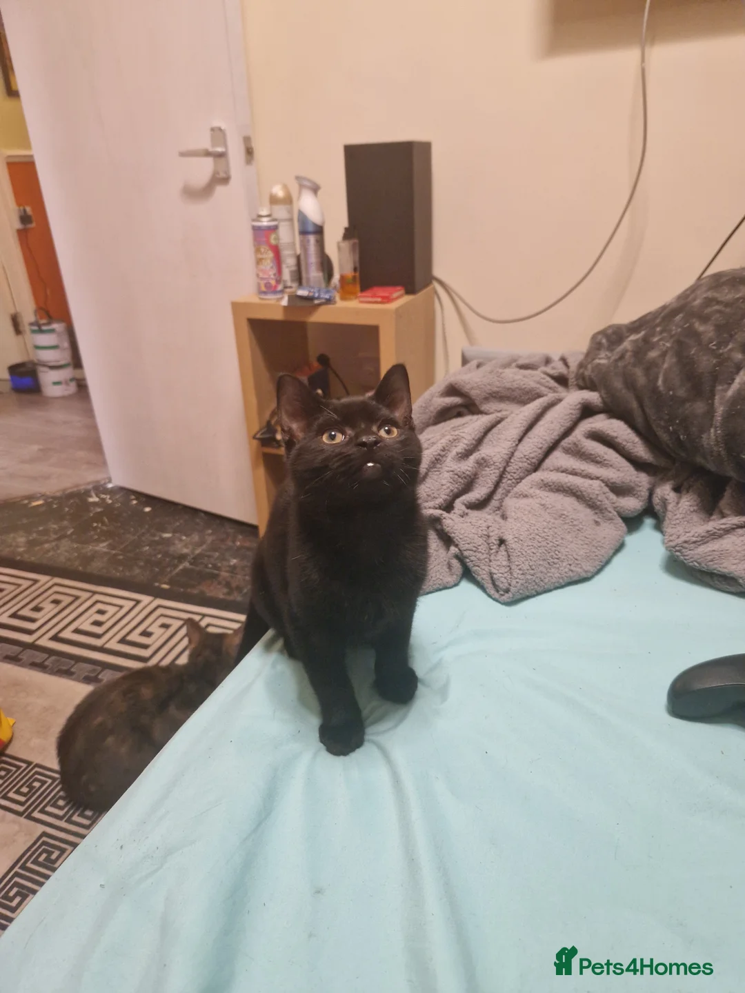 Mixed Breed cats for sale: Max the Freindly kitten - Advert 1