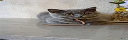 British Shorthair cats for sale: Gorgeous British Shorthair Blue Kittens - Advert 6