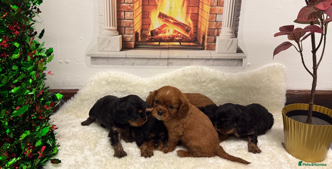Cavalier King Charles Spaniel dogs for sale: KC King Charles Cavalier Puppies for sale  - Advert 15