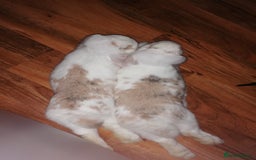 Mini Lop rabbits for sale: Very Friendly Mini Lops, perfect family pet - Image 7