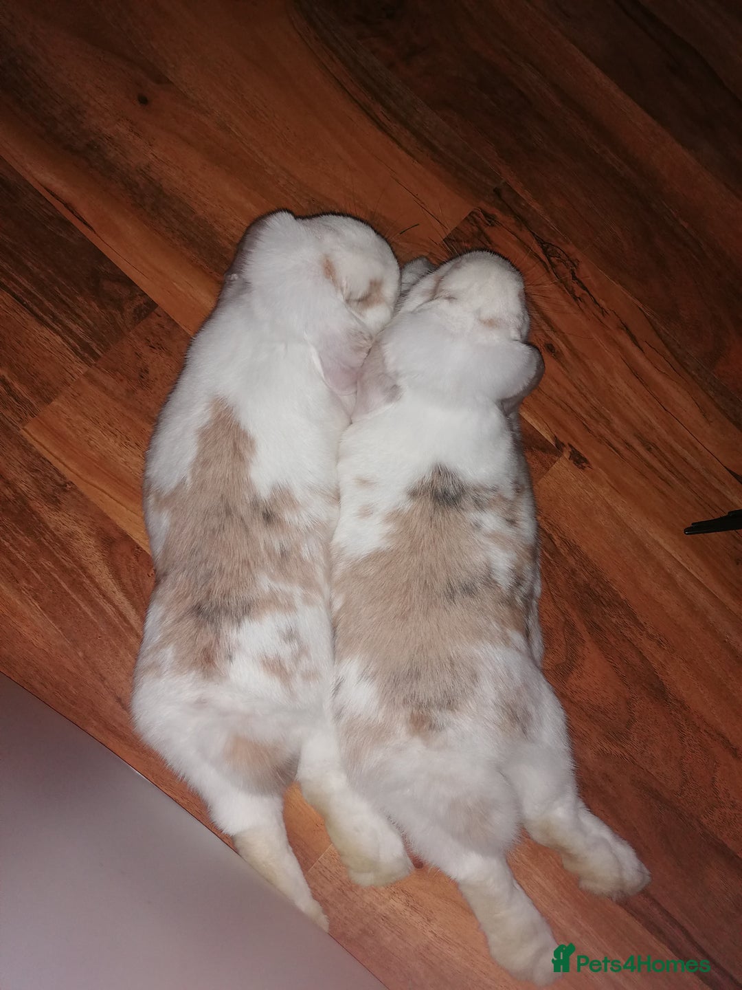 Mini Lop rabbits for sale: Very Friendly Mini Lops, perfect family pet - Image 7