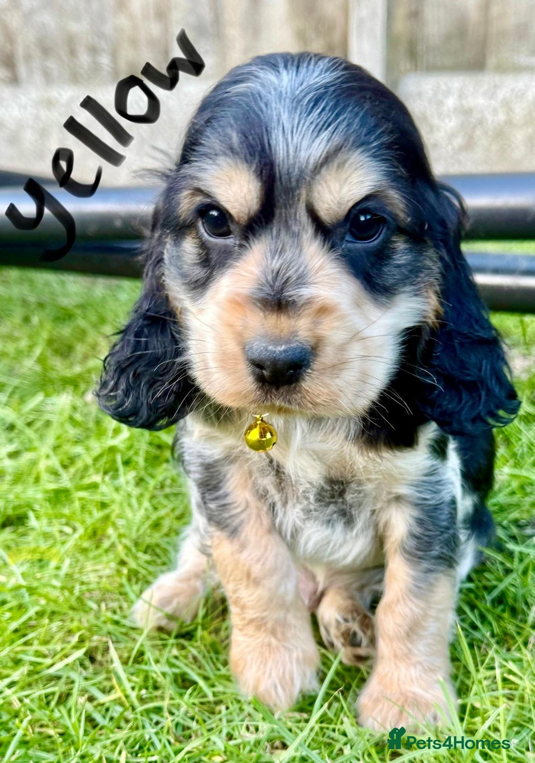 Cocker Spaniel dogs for sale: Cocker spaniels  - Image 4