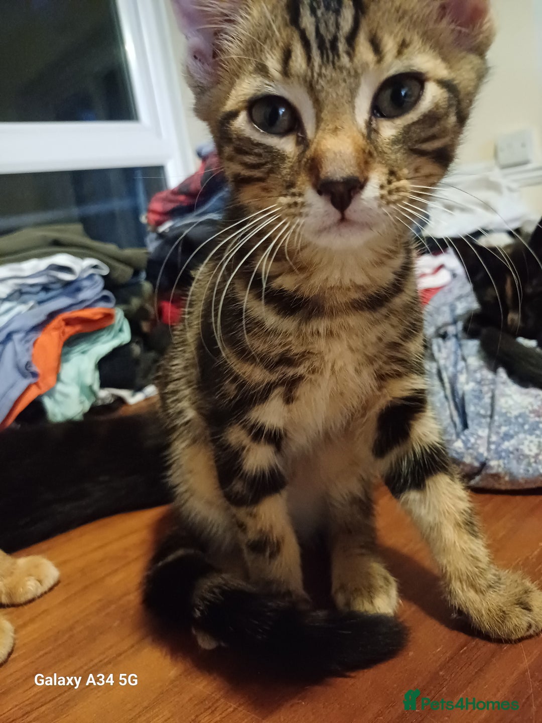 Mixed Breed cats for sale: 4 stunning kittens looking for their forever home. - Image 6