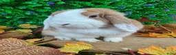 Mini Lop rabbits for sale: Mini Lop Girls Looking for Forever Homes 💛 - Advert 3