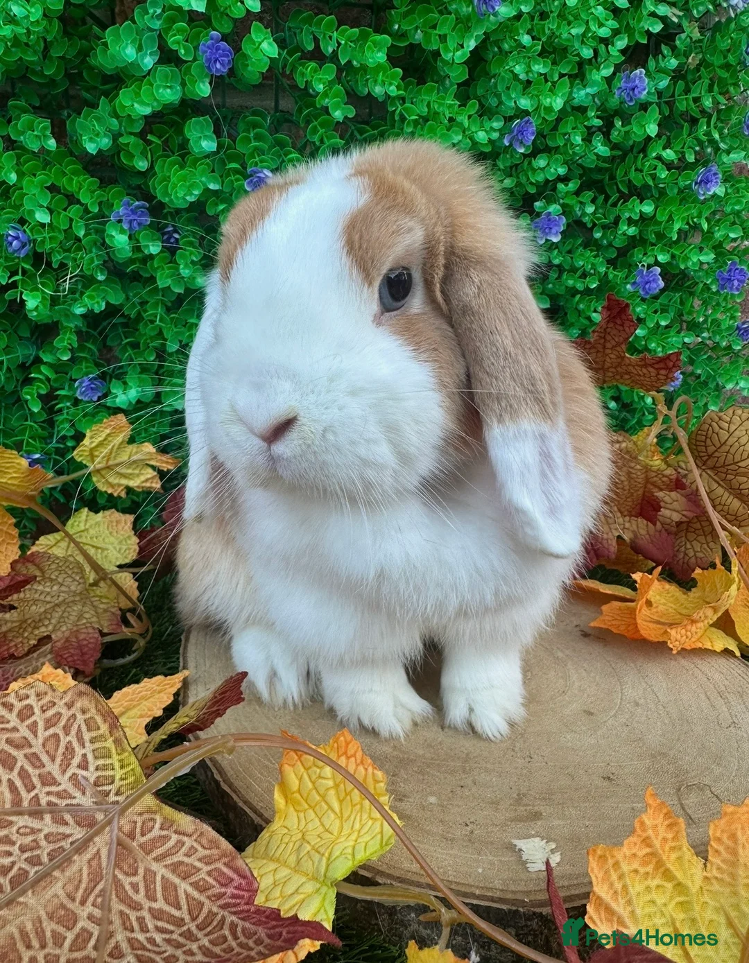 Mini Lop rabbits for sale: Mini Lop Girls Looking for Forever Homes 💛 - Advert 3