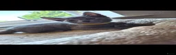 Russian Blue cats for sale: Rusian blue in Spalding - Advert 3