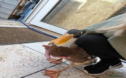 Ducks poultry for sale: Indian runner ducklings - Image 26