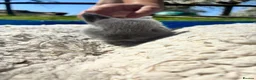 Mini Lop rabbits for sale:  Gorgeous pure mini lop babies for sale !💗💙 - Advert 8