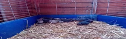 Quail poultry for sale: Male Button Quail For Sale - Advert 3