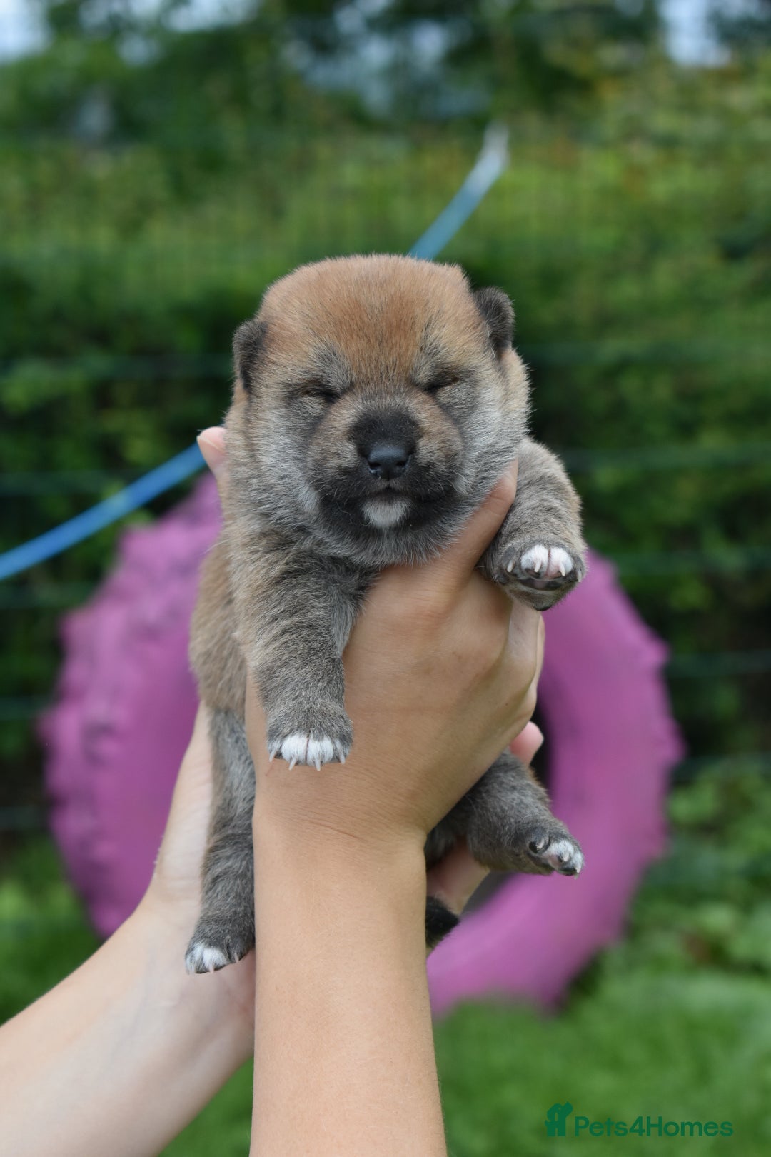 Japanese Shiba Inu dogs for sale: Beautiful Japanese Shiba Inu Puppies - Image 23