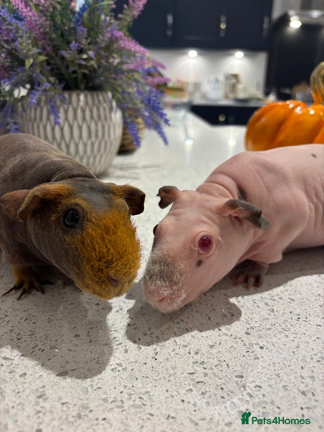Guinea Pig rodents for sale: X2 one year old super cute skinny pigs  - Image 5