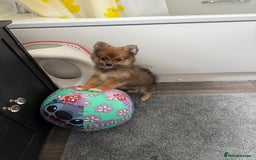 Pomeranian dogs for sale: Pomeranian girls for sale  - Image 5