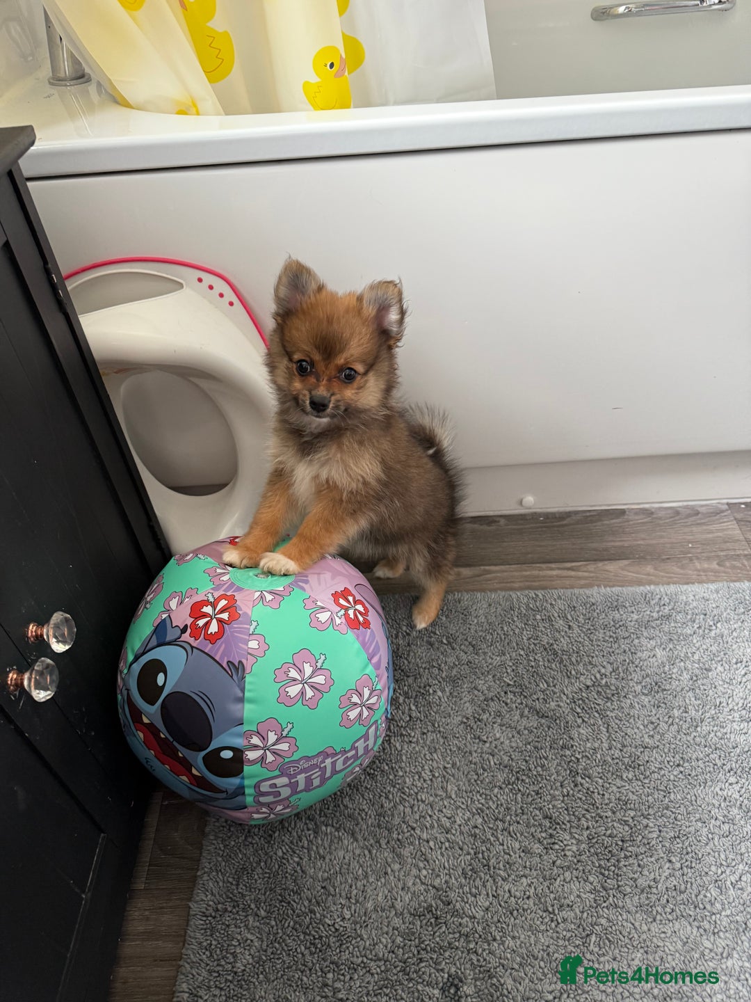 Pomeranian dogs for sale: Pomeranian girls for sale  - Image 5