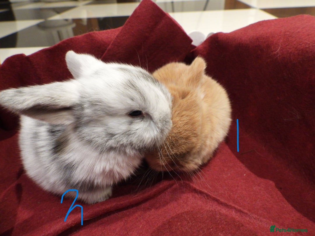 Mini Lop rabbits for sale: Adorable Purebred Mini Lop Babies - Image 6