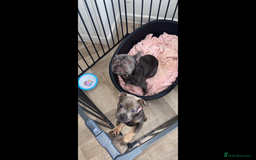 Mixed Breed dogs for sale: Shar Pei x French Bulldog puppy - Image 5
