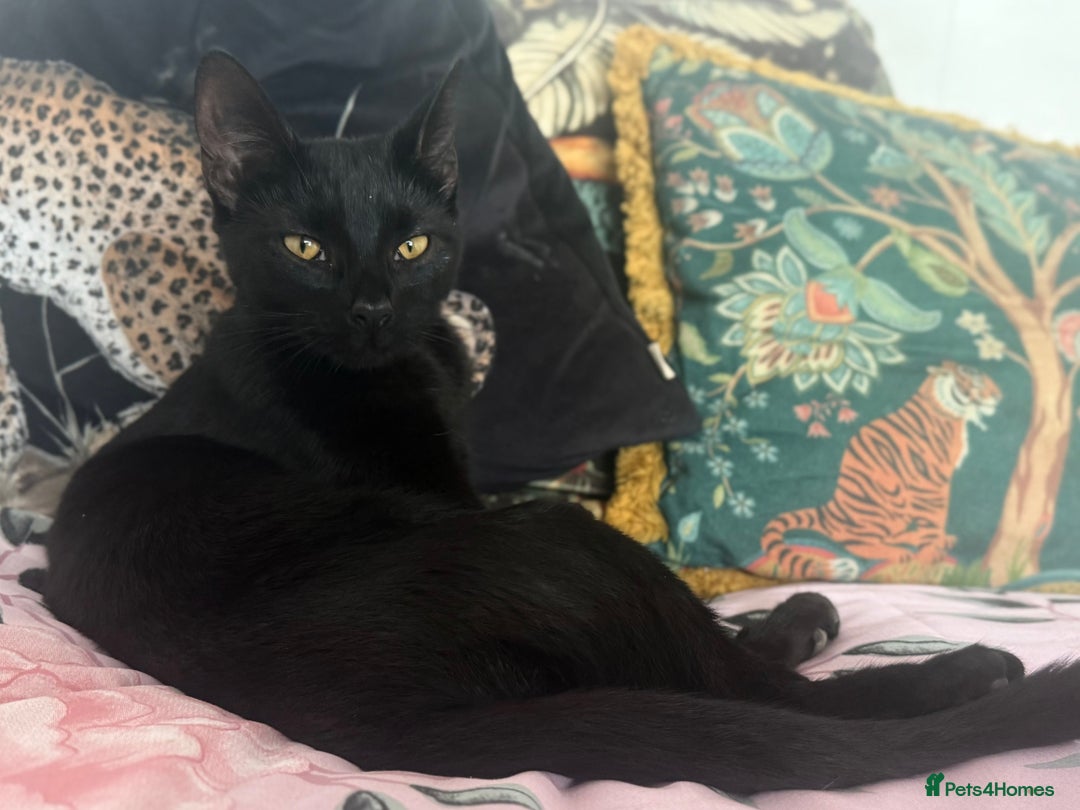 Domestic Shorthair cats for sale: Black Beauty - Image 1