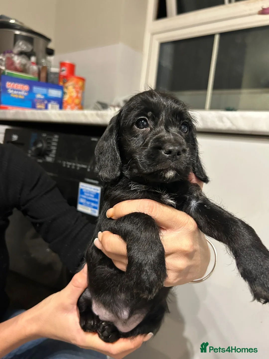 Mixed Breed dogs for sale: Cocker spaniel x jackapoo puppies  - Advert 3