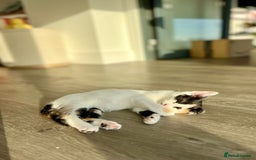 Mixed Breed cats for sale: Kittens MaineCoon x Bengal 8 weeks ready today  - Image 6