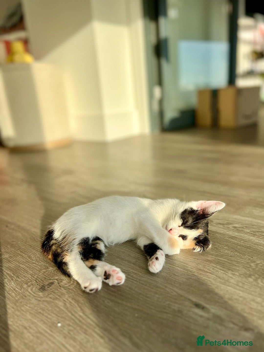 Mixed Breed cats for sale: Kittens MaineCoon x Bengal 8 weeks ready today  - Image 6