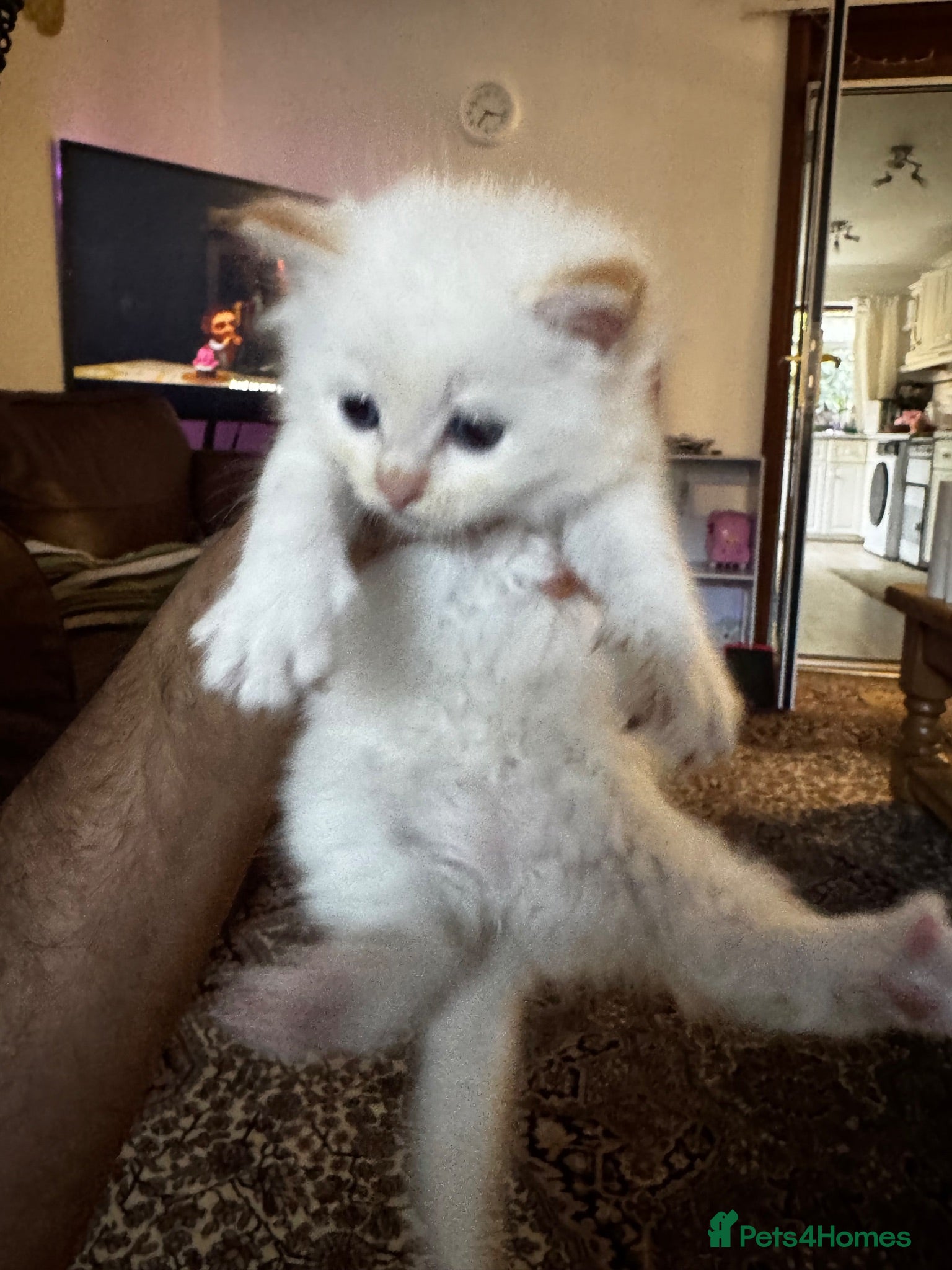 Ragdoll cats Beautiful Ragdoll Kittens Flame Point & tortie - Advert 17