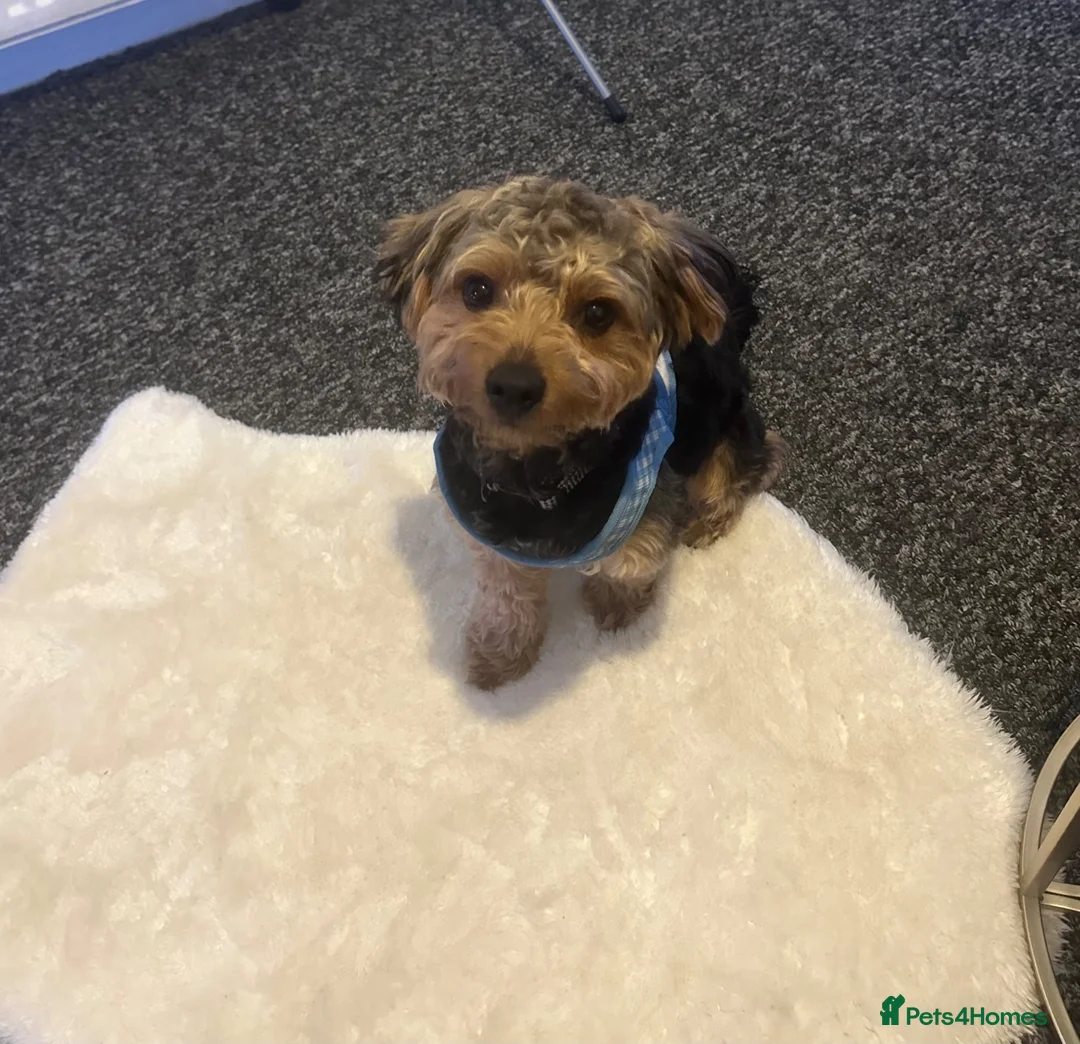 Yorkiepoo dogs for sale: Teddy  - Advert 2
