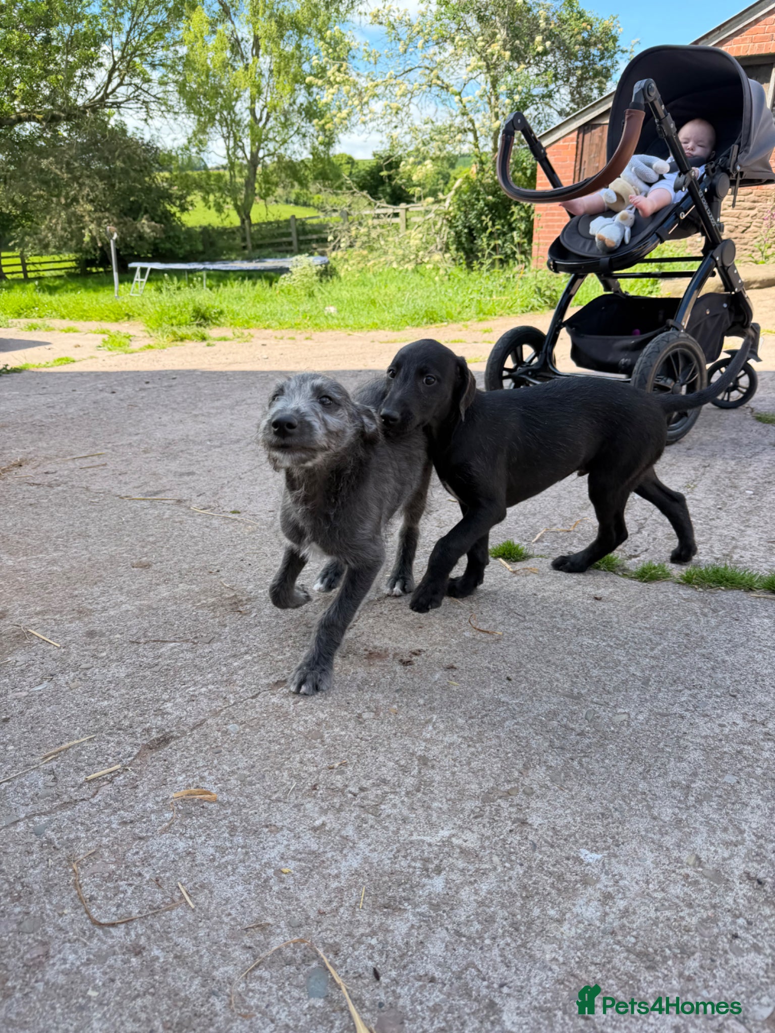 Mixed Breed dogs Bedlington Whippet Puppies - Advert 3