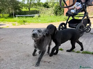 Mixed Breed dogs Bedlington Whippet Puppies - Advert 3