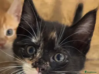 Maine Coon cats Gorgeous multi coloured HALF! maine coon babies - Advert 1